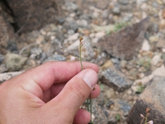 Asphodelus tenuifolius