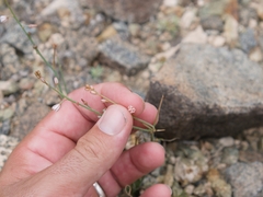 Asphodelus tenuifolius