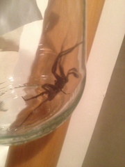 Uliodon albopunctatus