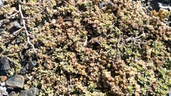 Aizoon portulacaceum