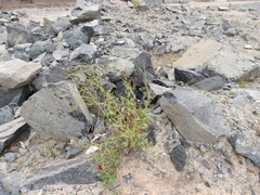 Physorhynchus chamaerapistrum