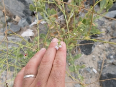 Physorhynchus chamaerapistrum