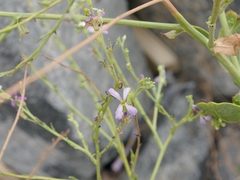 Physorhynchus chamaerapistrum