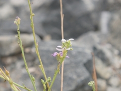 Physorhynchus chamaerapistrum