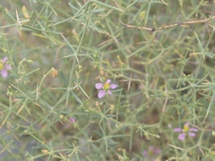 Zygophyllum indicum