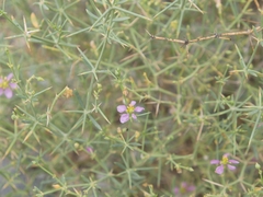 Zygophyllum indicum