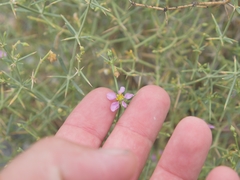 Zygophyllum indicum