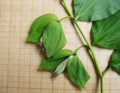 Polygonatum involucratum