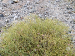 Zygophyllum indicum