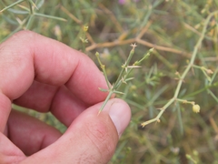 Zygophyllum indicum