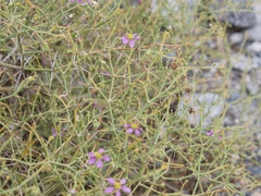 Zygophyllum indicum