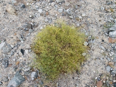Zygophyllum indicum