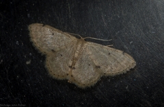 Idaea pilosata