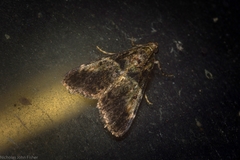 Orthaga atribasalis