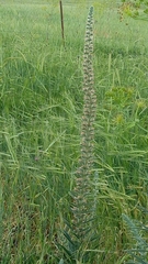 Echium glomeratum