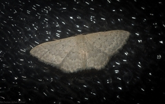Idaea eretmopus