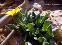 Calendula pachysperma