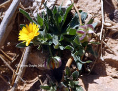 Calendula pachysperma