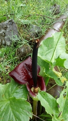 Arum dioscoridis