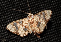 Glyphodes canthusalis