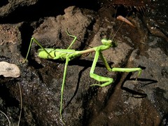 Austromantis albomarginata