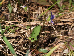 Viola emarginata