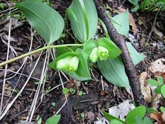 Polygonatum involucratum