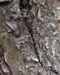 Gomphaeschna antilope