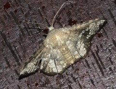 Canaea hyalospila