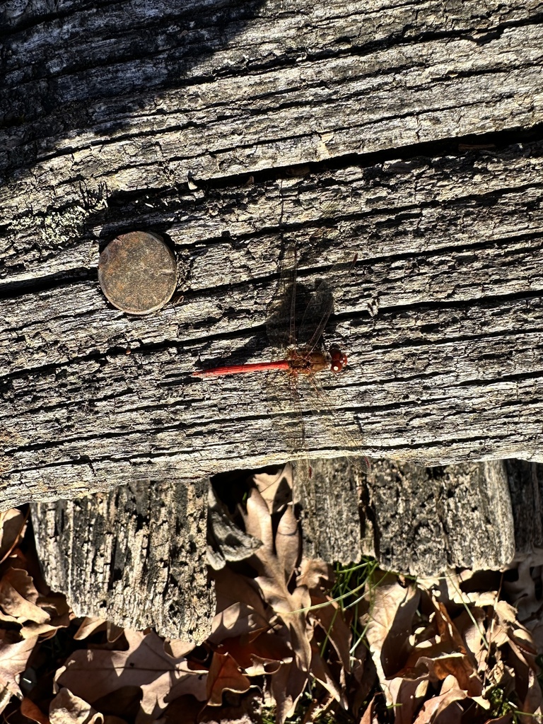 Autumn Meadowhawk From Chatham Nj Us On November At Pm By Michaelspiridakis