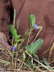 Viola emarginata