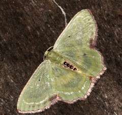 Metallochlora lineata