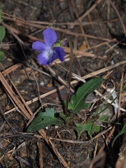 Viola emarginata