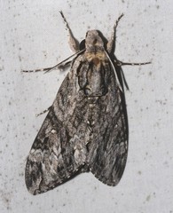 Agrius godarti