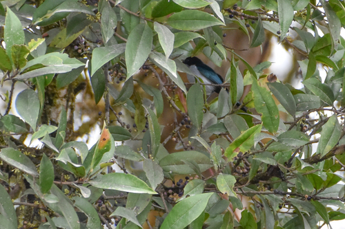 Fan-tailed Berrypecker (Melanocharis versteri), photo 8