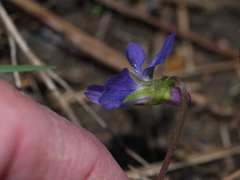 Viola emarginata