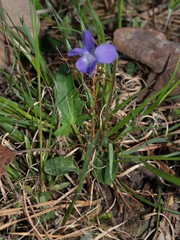 Viola emarginata