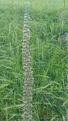 Echium glomeratum