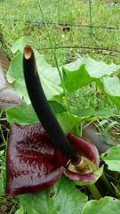 Arum dioscoridis
