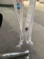 Tessaratoma papillosa