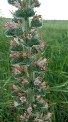 Echium glomeratum