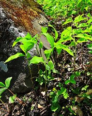 Polygonatum involucratum