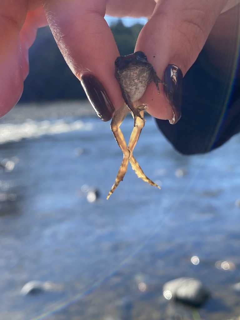 Foothill Yellow legged Frog In October 2023 By Marinaskaya INaturalist foothill-yellow-legged-frog-in-october-2023-by-marinaskaya-inaturalist