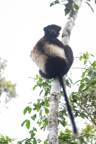 Milne-Edwards' Sifaka