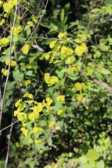 Euphorbia amygdaloides