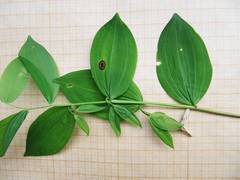 Polygonatum × desoulavyi