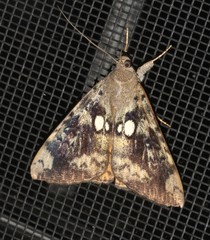 Oxyodes tricolor