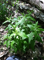 Lithospermum latifolium