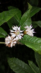 Oliganthes