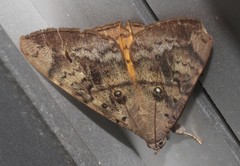 Oxyodes tricolor